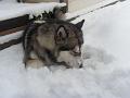 scout 12-2010 8